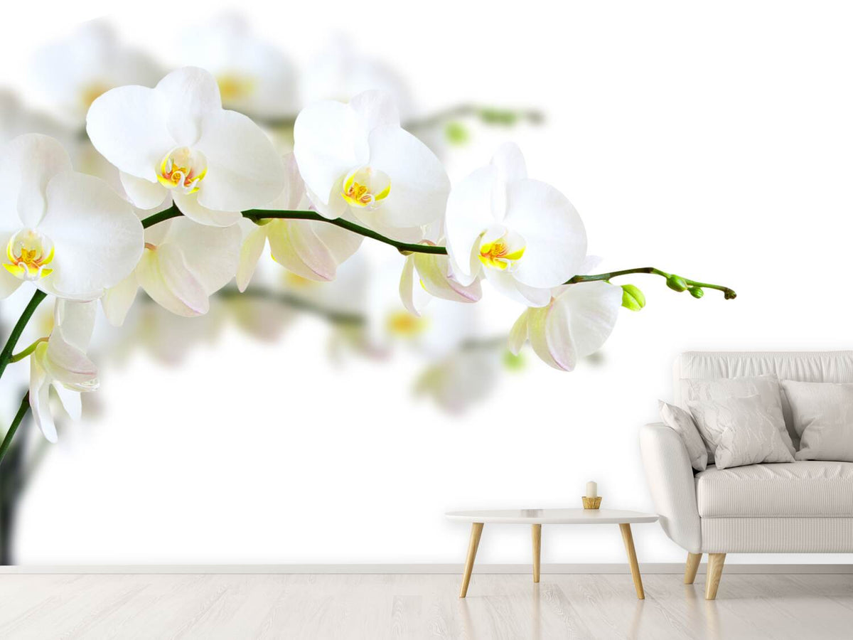 photo-wallpaper-white-orchids