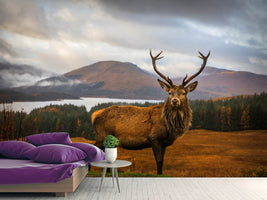 photo-wallpaper-scottish-stag