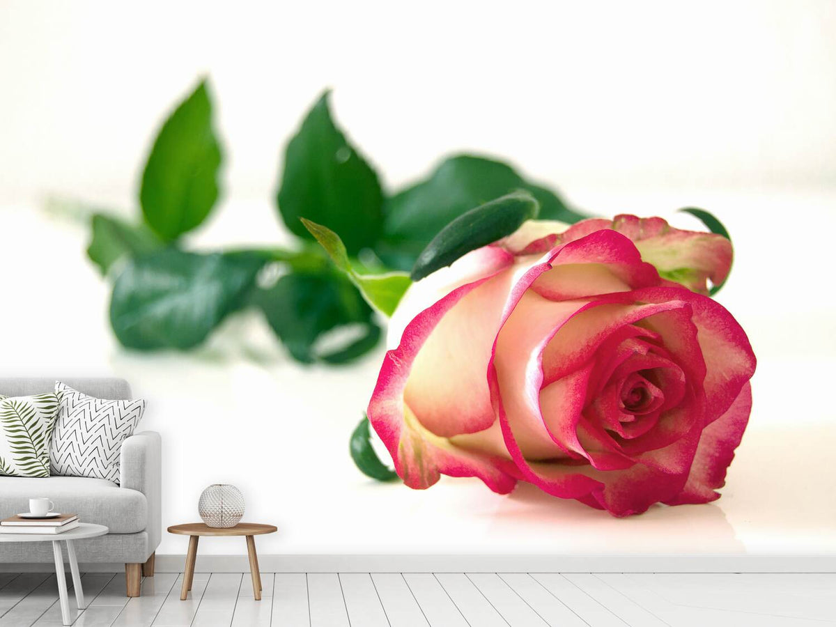 photo-wallpaper-the-proud-rose