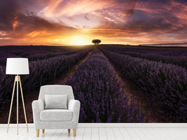 photo-wallpaper-lavender-sunset