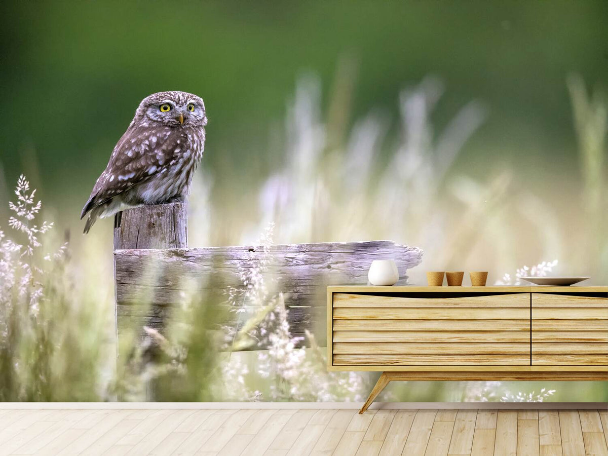 photo-wallpaper-little-owl-x