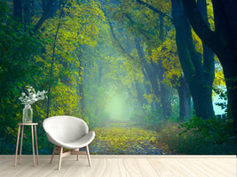 photo-wallpaper-green-forest