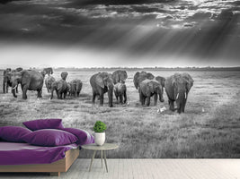 photo-wallpaper-breakfast-with-pachyderms-x