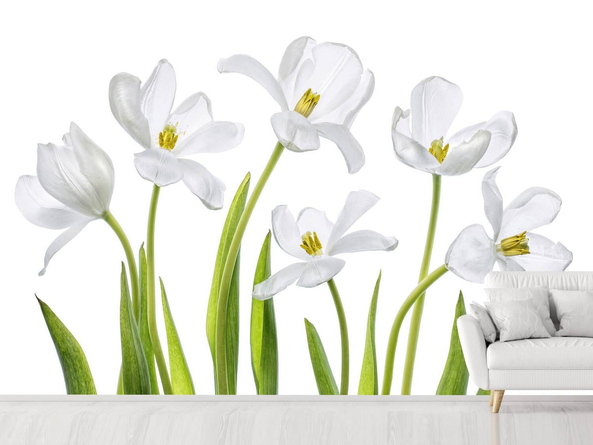 photo-wallpaper-white-tulips-x