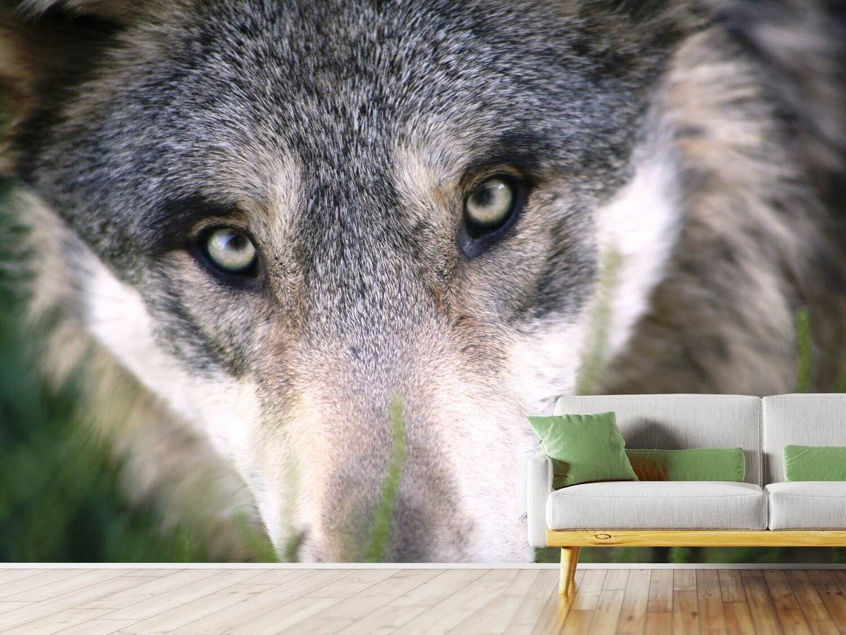 photo-wallpaper-the-wolf39s-look