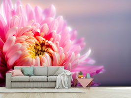 photo-wallpaper-macro-chrysanthemum