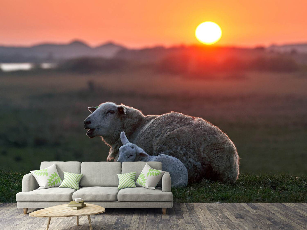 photo-wallpaper-sleep-well-sheep-x