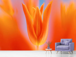 photo-wallpaper-kensaki-tulip