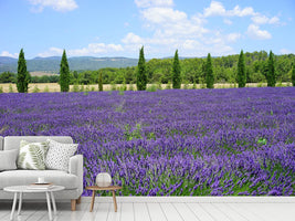 photo-wallpaper-magnificent-lavender-field