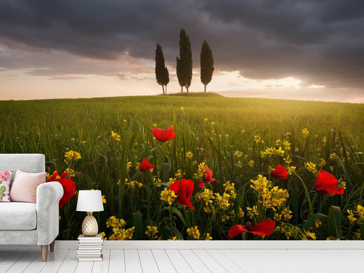 photo-wallpaper-blooming-tuscany-x