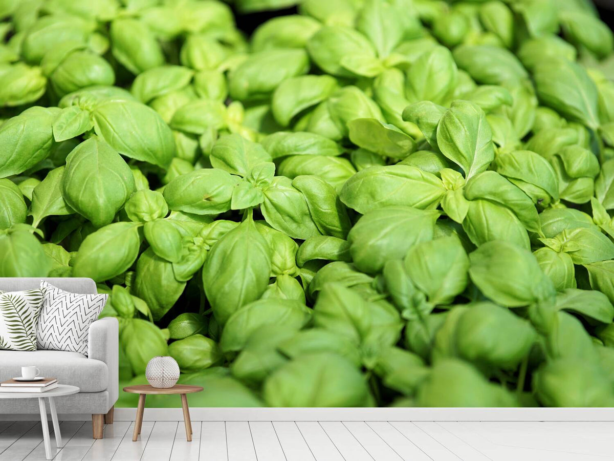 photo-wallpaper-all-basil