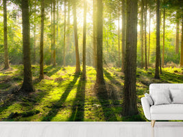 photo-wallpaper-in-the-middle-of-the-woods