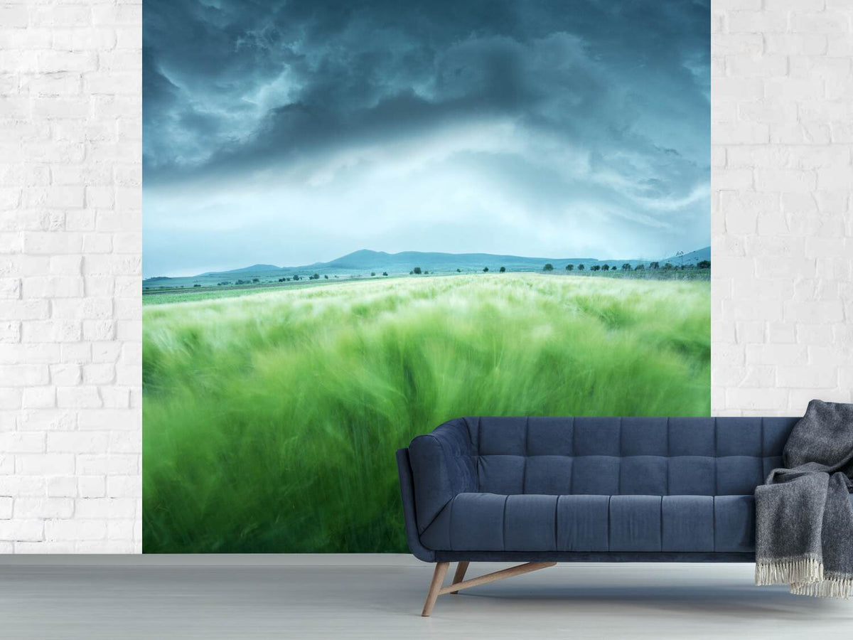 photo-wallpaper-barley-field