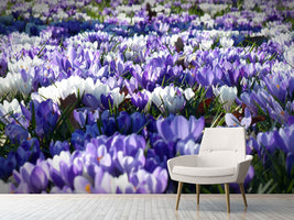 photo-wallpaper-a-field-full-of-crocuses