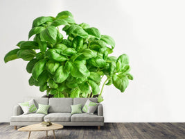 photo-wallpaper-basil-in-the-pot