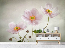 photo-wallpaper-anemones-ii