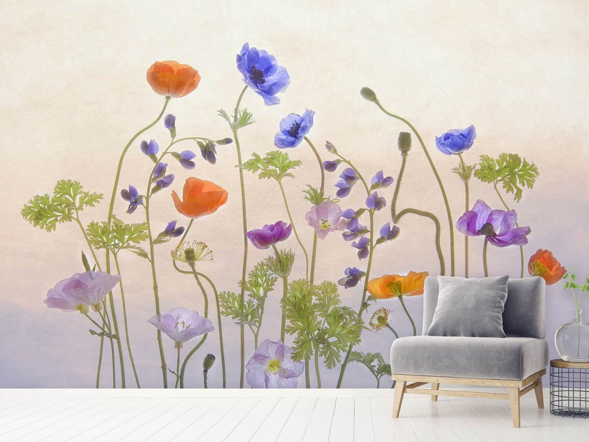 photo-wallpaper-poppy-a-anemone-x