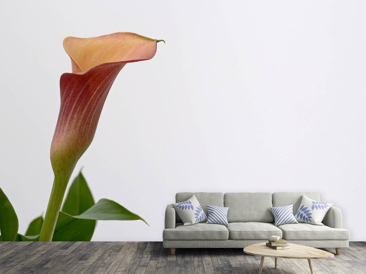 photo-wallpaper-calla-in-xl