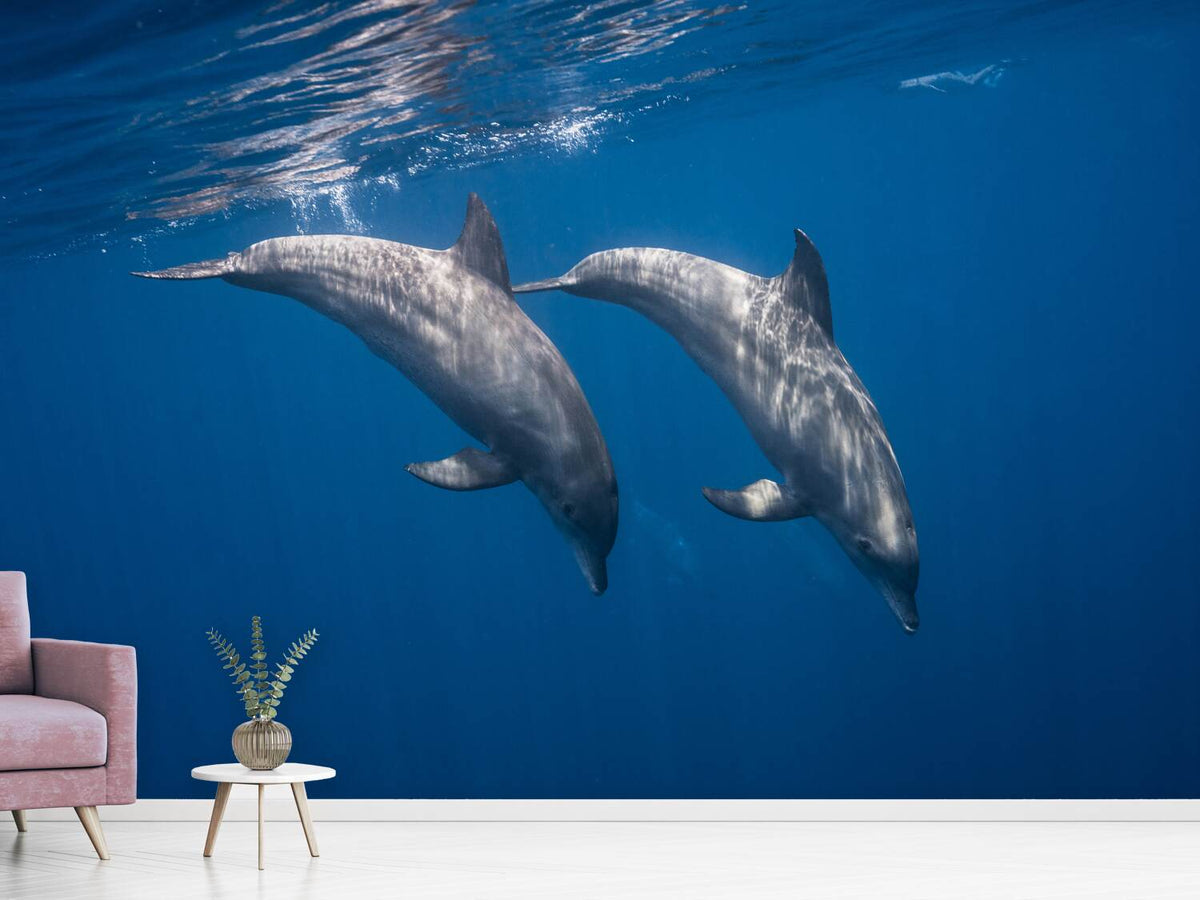 photo-wallpaper-two-bottlenose-dolphins