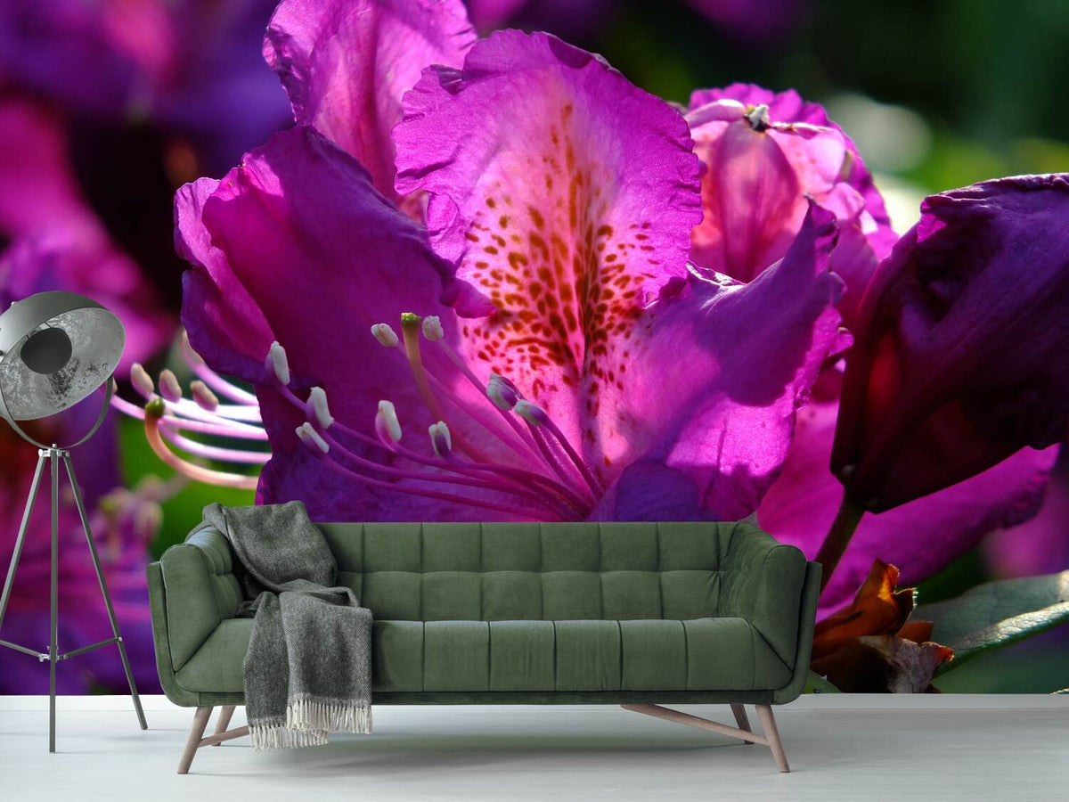 photo-wallpaper-the-rhododendron