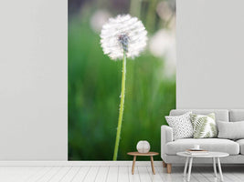 photo-wallpaper-dandelion