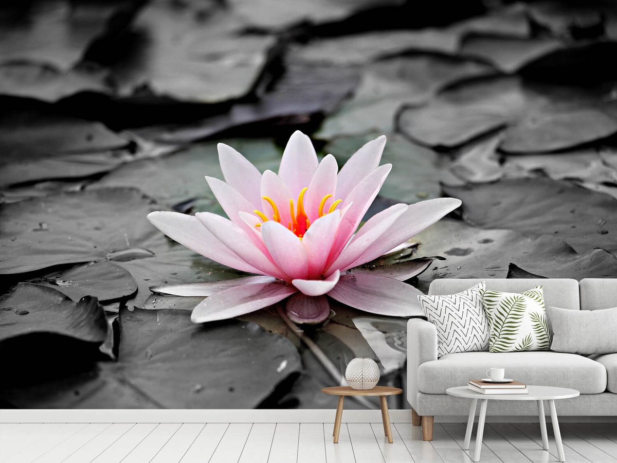 photo-wallpaper-the-art-of-water-lily