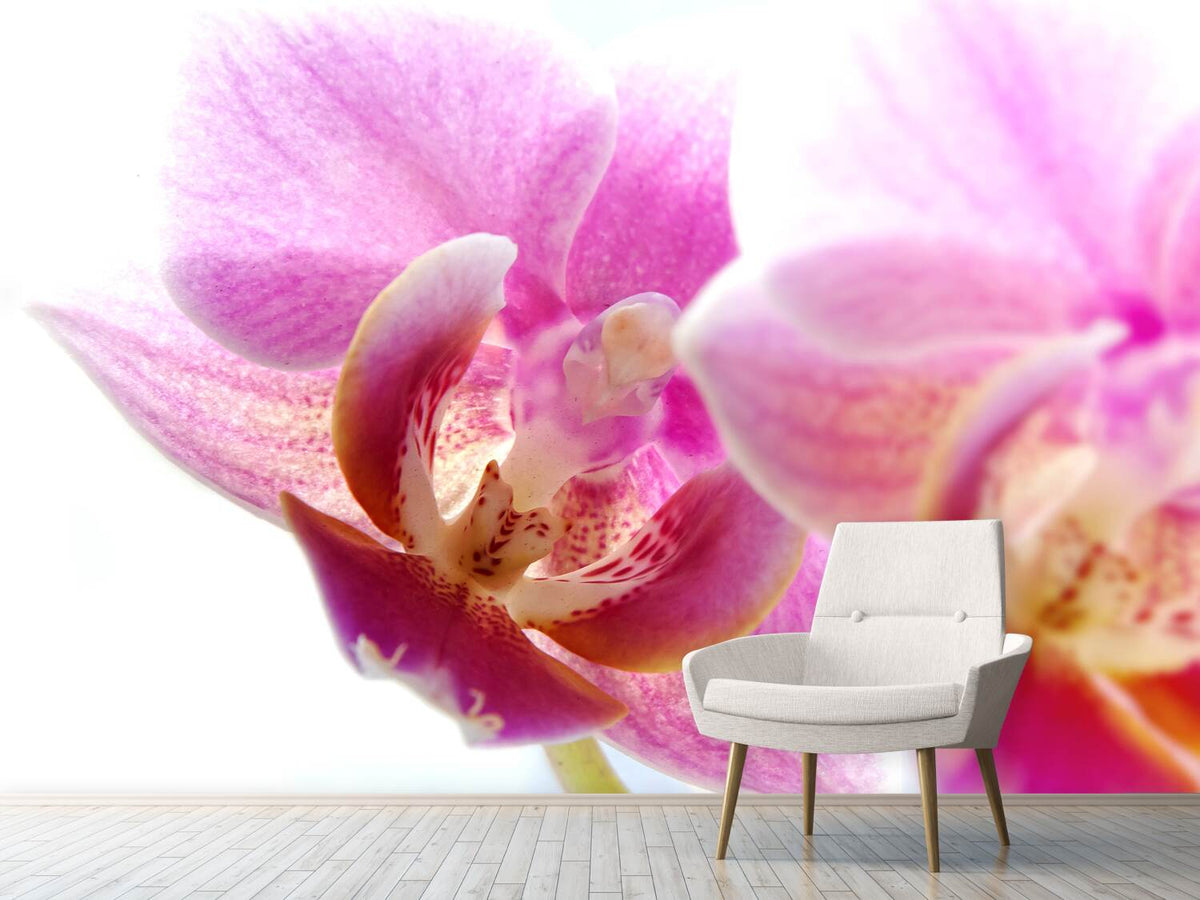 photo-wallpaper-magnificent-phalaenopsis