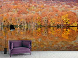 photo-wallpaper-glowing-autumn-x