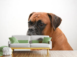 photo-wallpaper-boxer-the-watchdog