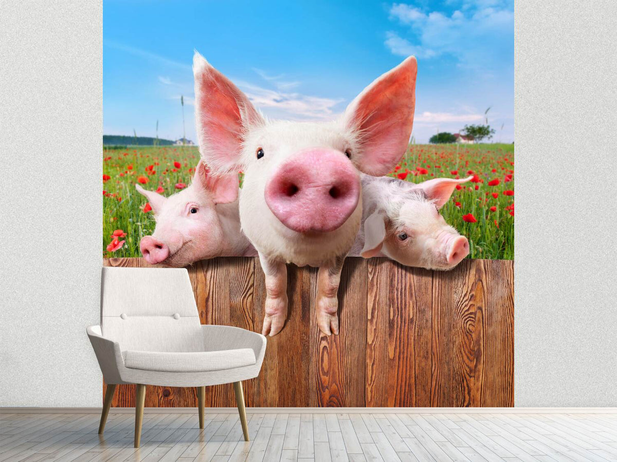 photo-wallpaper-pig-in-luck