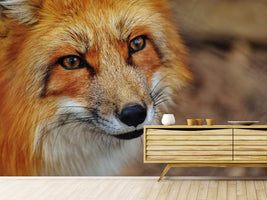 photo-wallpaper-the-fox