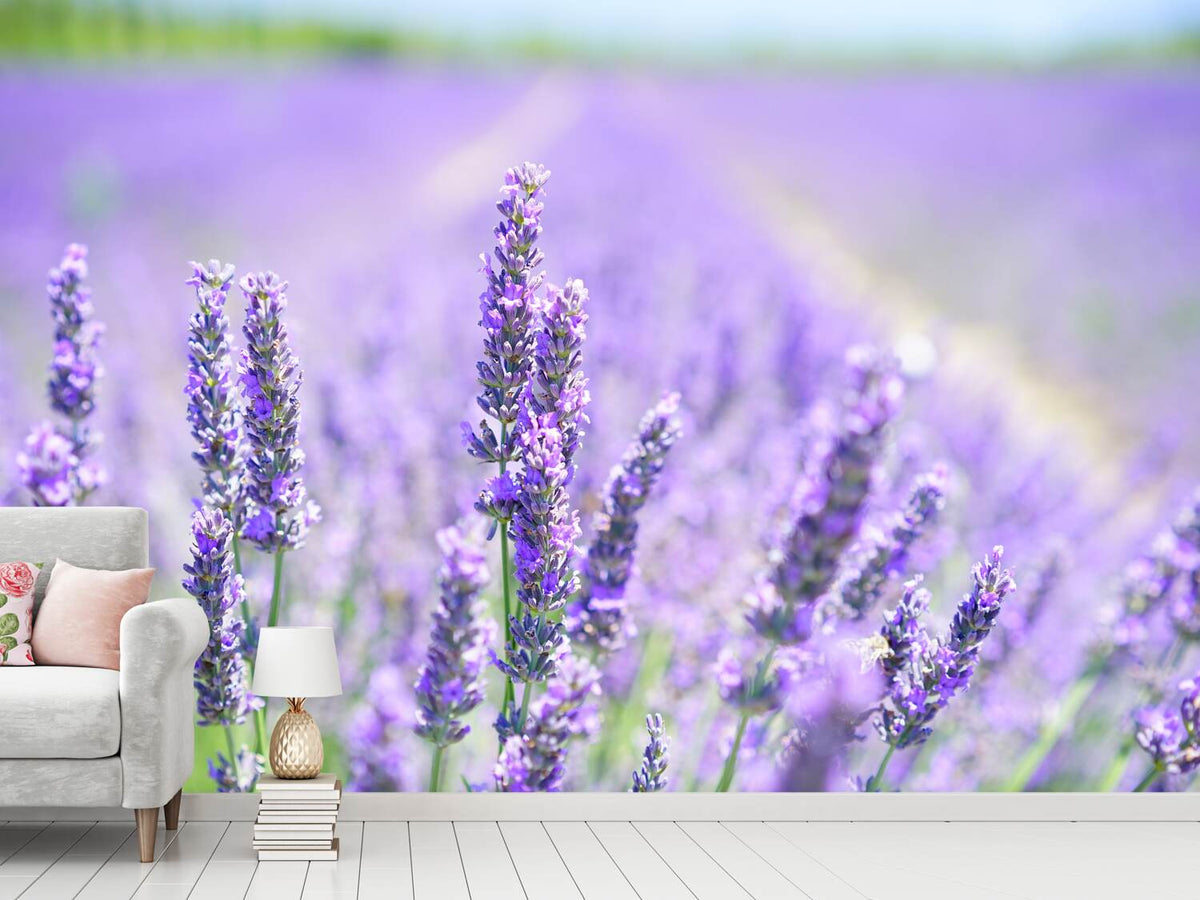 photo-wallpaper-the-lavender-blossom