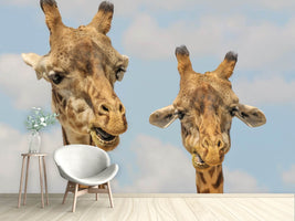 photo-wallpaper-2-giraffes