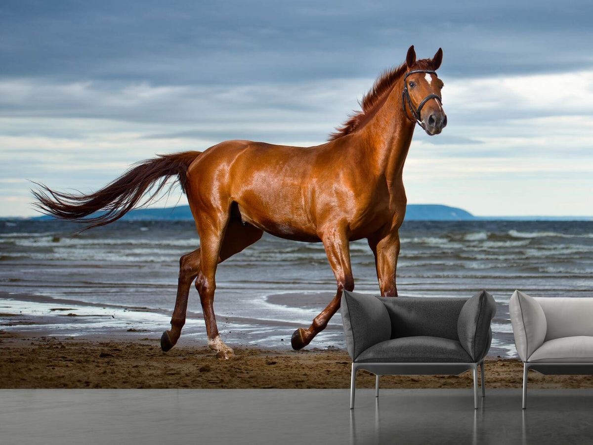 photo-wallpaper-a-thoroughbred-at-the-sea