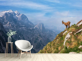 photo-wallpaper-alpine-ibex-in-the-mountains-x