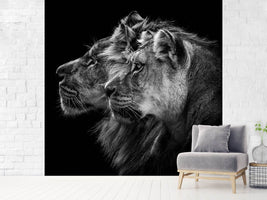 photo-wallpaper-lion-and-lioness-portrait