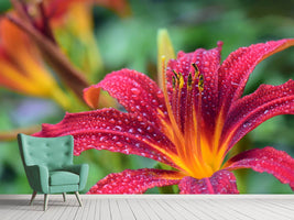 photo-wallpaper-lily-flower-in-pink-xl