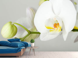 photo-wallpaper-giant-orchid