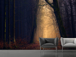 photo-wallpaper-evening-mood-in-the-forest