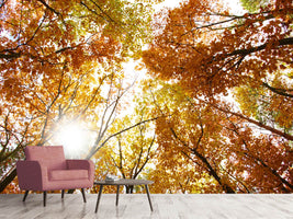 photo-wallpaper-enlightened-autumn-trees