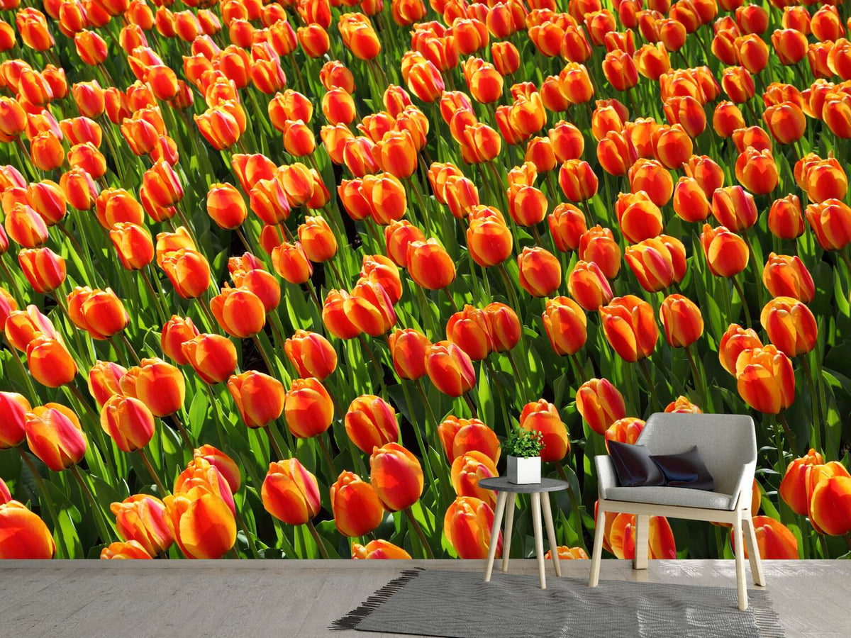 photo-wallpaper-tulip-field-in-orange