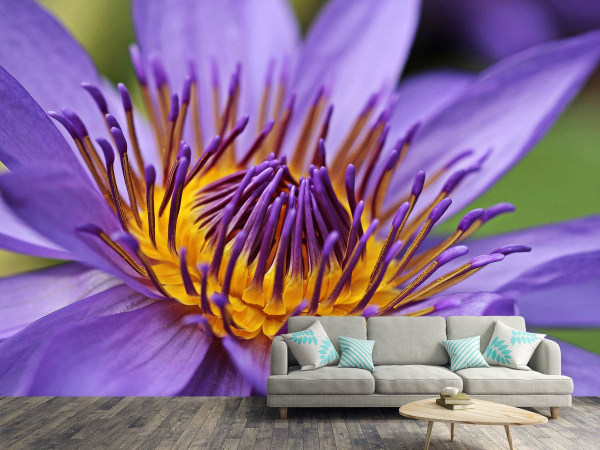 photo-wallpaper-xxl-water-lily-in-purple