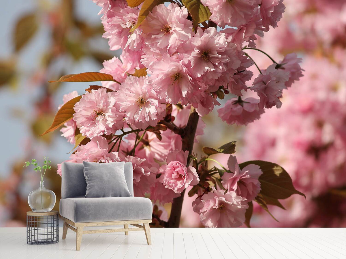 photo-wallpaper-the-ornamental-cherry