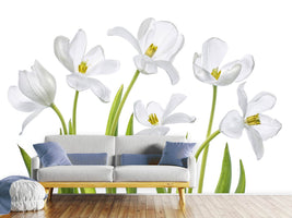 photo-wallpaper-white-tulips-x