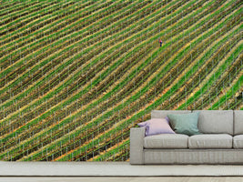 photo-wallpaper-vineyard