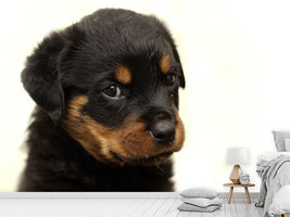 photo-wallpaper-rottweiler-puppy-to-fall-in-love