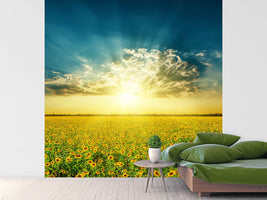 photo-wallpaper-sunflowers-in-the-evening-sun