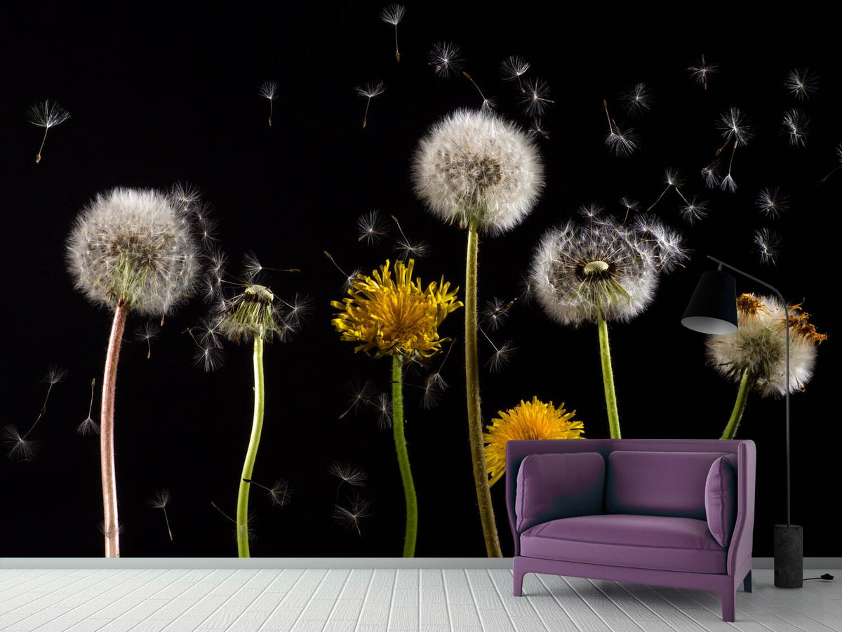 photo-wallpaper-the-phases-of-dandelion