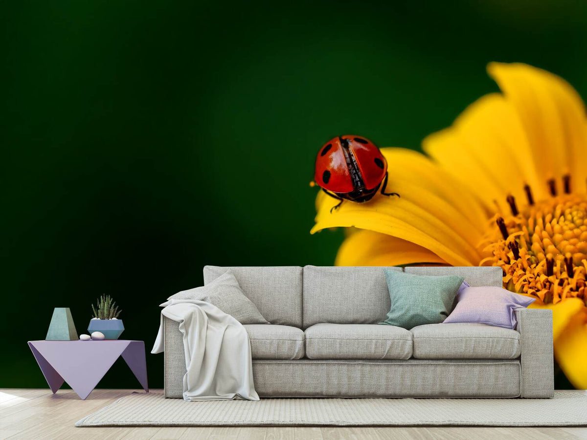 photo-wallpaper-ladybug-on-the-sunflower