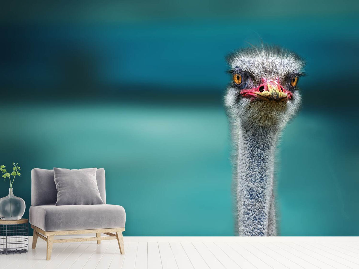 photo-wallpaper-blue-meets-ostrich